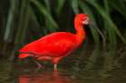 South America-Brazil Close-up of scarlet ibis wading Art Print